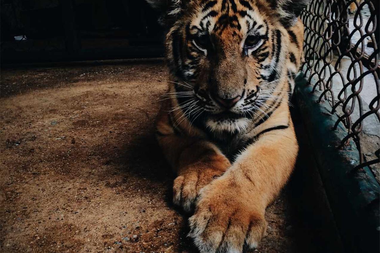 Curso página Dignissimos alias perspiciatis rem qui aut..